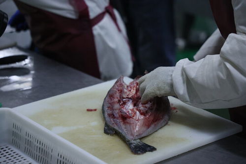 活鱼鲈鱼加工海鲜水产渔业捕捞