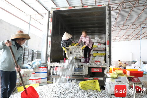 原创组图丨儋州白马井 渔娘 海边奋斗的女人