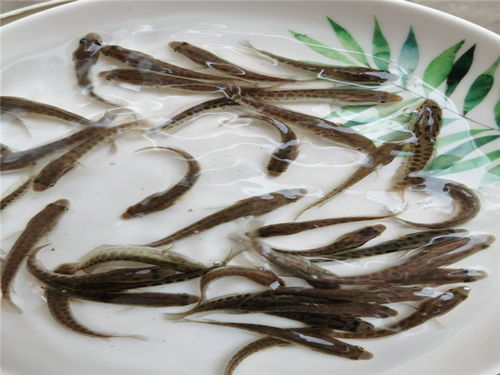 黑鱼苗养殖 活泼水产优质 黑鱼苗养殖价格