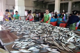 石狮日报数字报 开渔后海产品加工进入旺季
