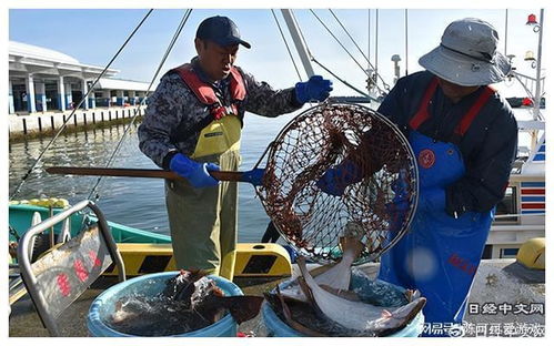 日本渔业人士 没有人希望处理水排海