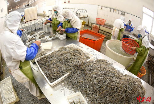 连云港 海产品加工助力家门口就业