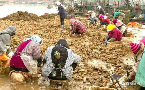 肥美又便宜 日照这几种海鲜,现在吃正是时候