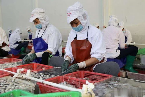 印度海鲜公司出口文件无法快递,只有少量货物能运输到中国