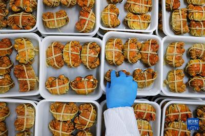 “订单螃蟹”加工忙