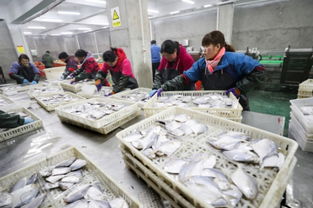 江苏连云港 海产加工销售忙