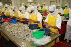 各国虾产品在美国的出口量及出口收益均呈现上涨趋势-加工贸易- 中国水产门户网 - 最具影响力的水产网站