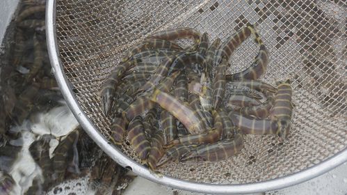 好水养好鱼 内江市中区渔业风生水起