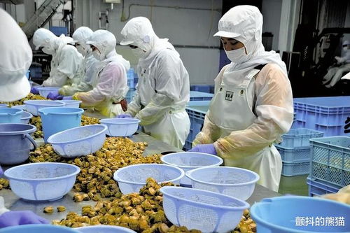 打击水产加工业 中国的扇贝加工基地,预计年内都将转移到东南亚