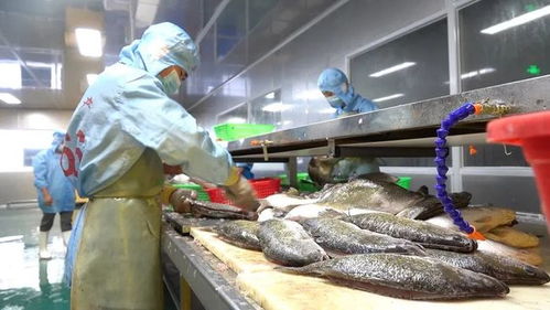 养鱼的奥迪村又火 一条鱼造就中国千强镇 白蕉海鲈成网红鱼,三年内将超百亿产值