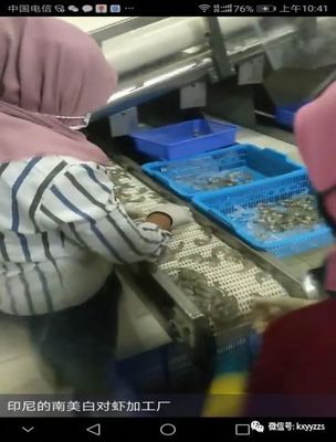 “一带一路”之印尼养殖小龙虾实地考察