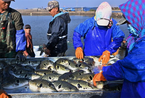 河北曹妃甸 河豚鱼捕捞季来了