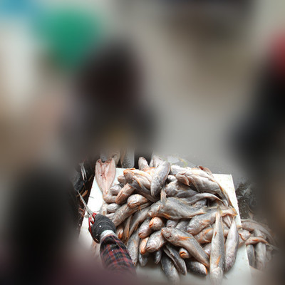 【【沈氏水产商行】加工开片黄鱼】价格,厂家,图片,鱼类,靖江市沈氏水产品商行-