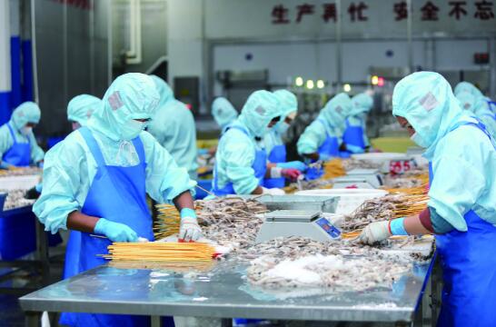 海欣水产铆足干劲赶制1.5万件订单 鱿鱼加工线擂响 开春战鼓