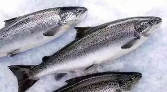 虹鳟 我也是三文鱼 就问你服不服