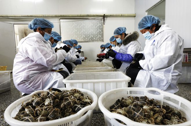 经济订单螃蟹加工忙