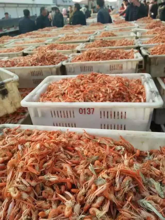 山东海陆丰水产品产地加工各种野生丁香鱼 凤尾鱼 红虾 夹虾 狗虾
