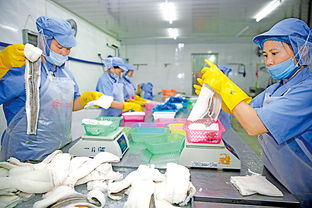 儋州一片海渔业专业合作社生产的爱心扶贫产品 海鲜干货