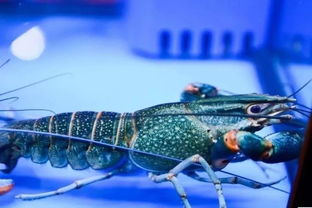 第五届珠海国际水产加工展览会 美食之约，产业盛宴