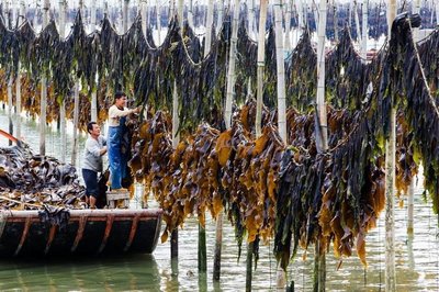 霞浦特产海带苗 鲜嫩水产海洋蔬菜的多样用途
