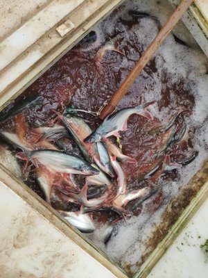 巴沙鱼 驱动南方水产品加工厂活力，资金成养殖户心头大患