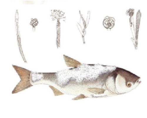 宏德大农 引领水产饲料加工技术创新与产业发展