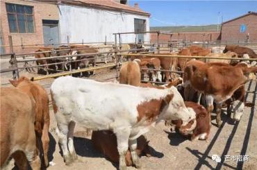 芒市现代特色农业招商 水产加工产业投资新机遇