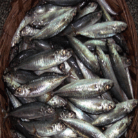 东山县蓝特水产加工 海洋馈赠的精细工艺