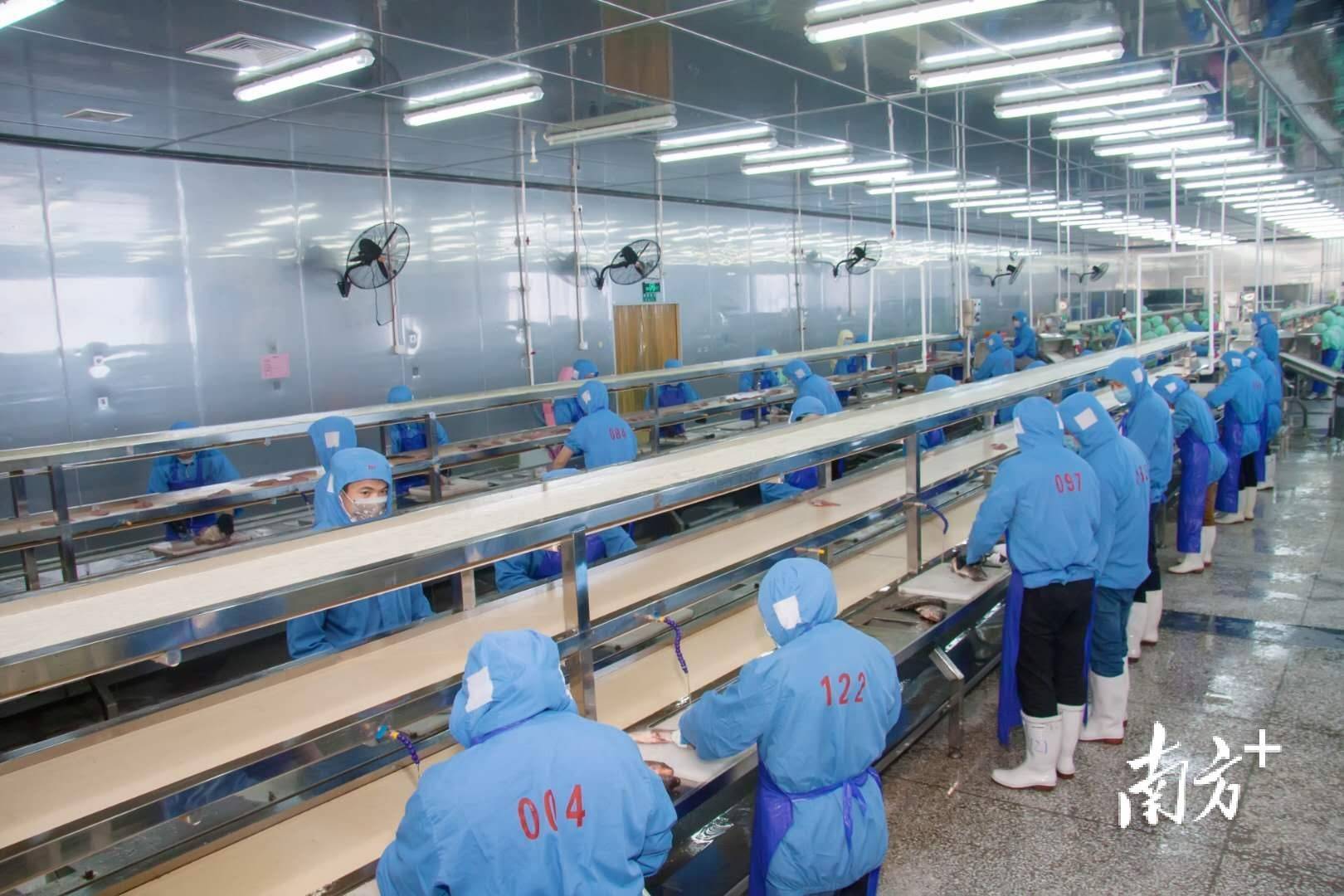 1-8月总产值同比增68%，惠众水产加工企业出口水产品跃出新高度